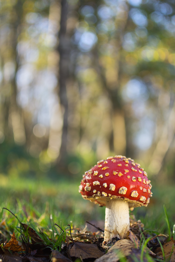 Fly Agaric wideangle 2